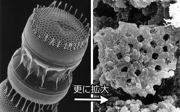 珪藻土について - 自然素材の壁材「エコ・クィーン」